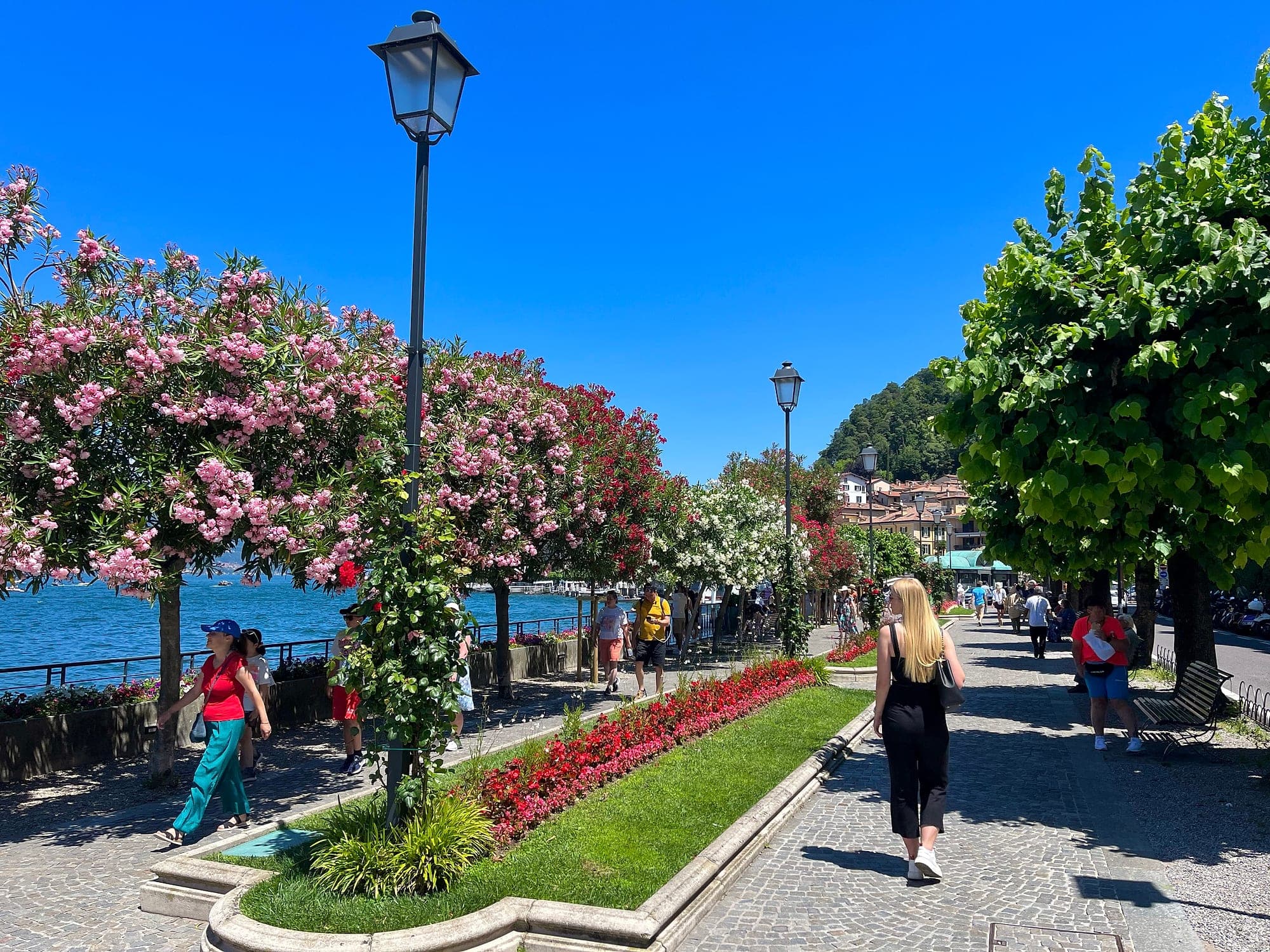 Die Uferpromenade von Bellagio mit blühenden Oleanderbäumen